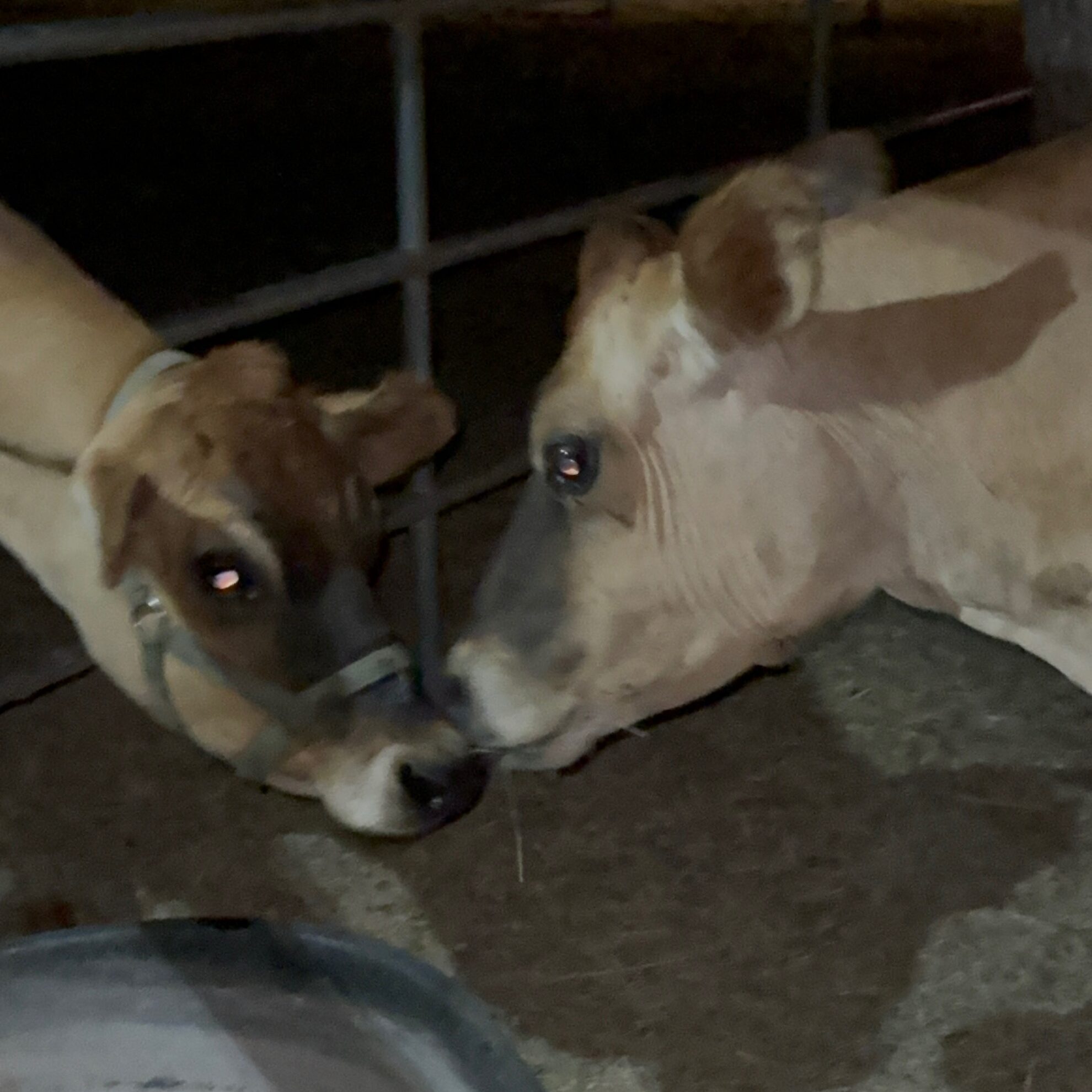 two jersey cows sniffing each other 