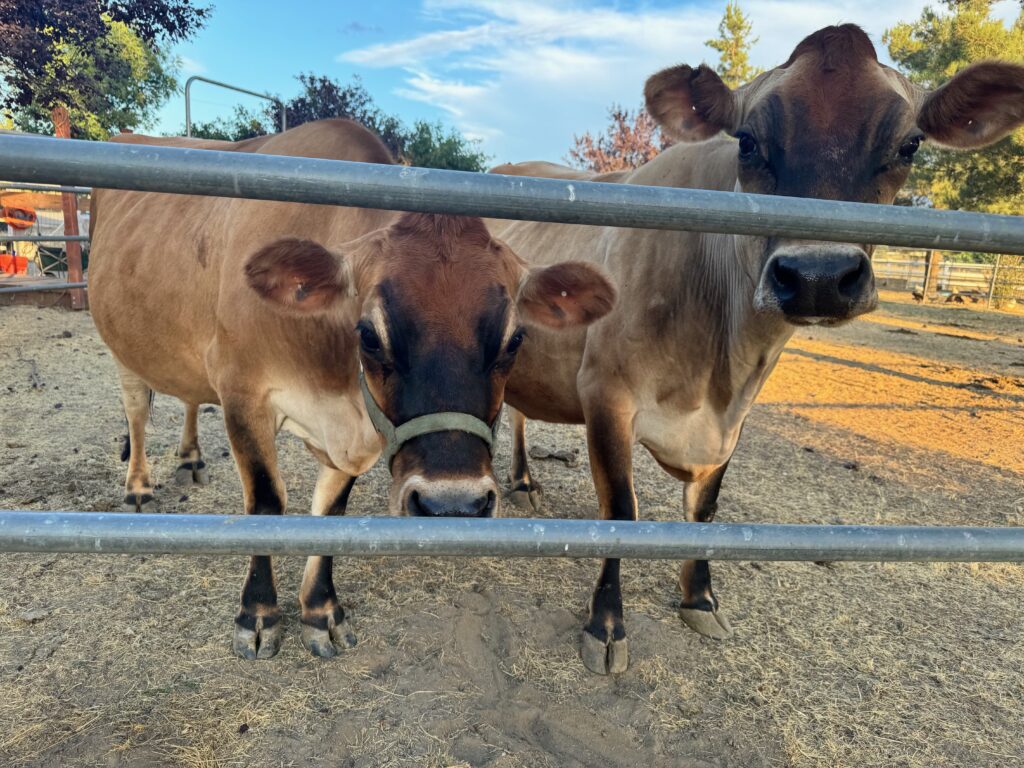 two jersey cows looking at me