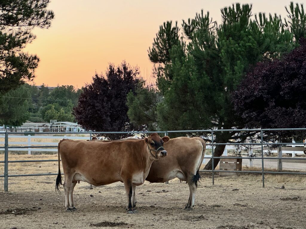 two jersey cows standing together