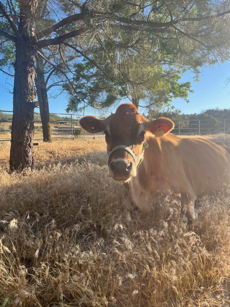 jersey cow laying in a field of grass